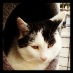 Our new cat - Peter - found at the shelterComing to live with us as of Monday evening.