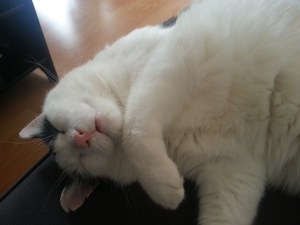 Random picture of my cat...He looks so cute on that one :D