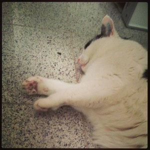 Our kitty didn´t know it yet but he was about to discover a new place