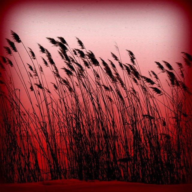 11012184_791891730848827_1400457153626513206_n