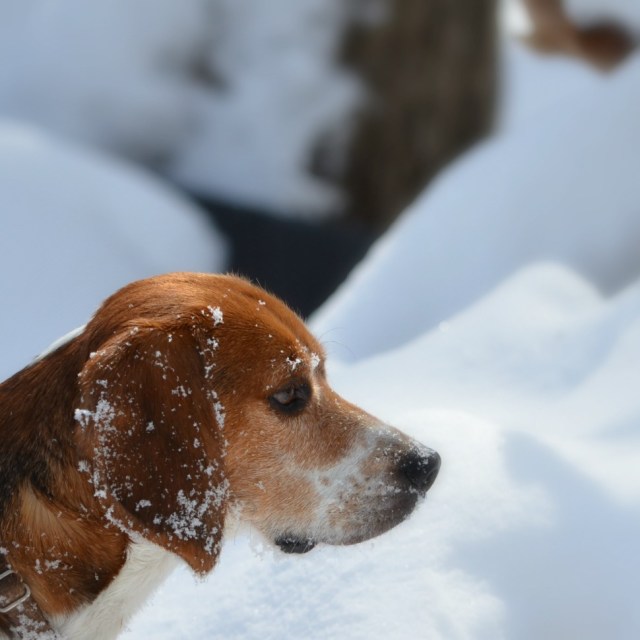 Plato in the snow