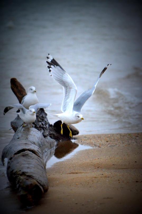 12593982_10104281684586618_8739538038852453441_o