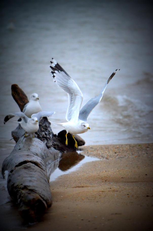 12593982_10104281684586618_8739538038852453441_o